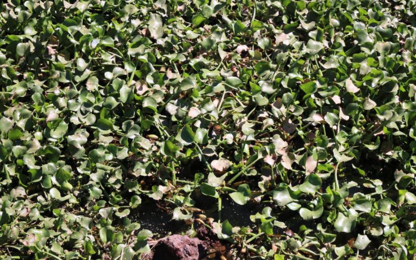 Impulsan en Puebla el saneamiento del Lago de Valsequillo con tecnología verde