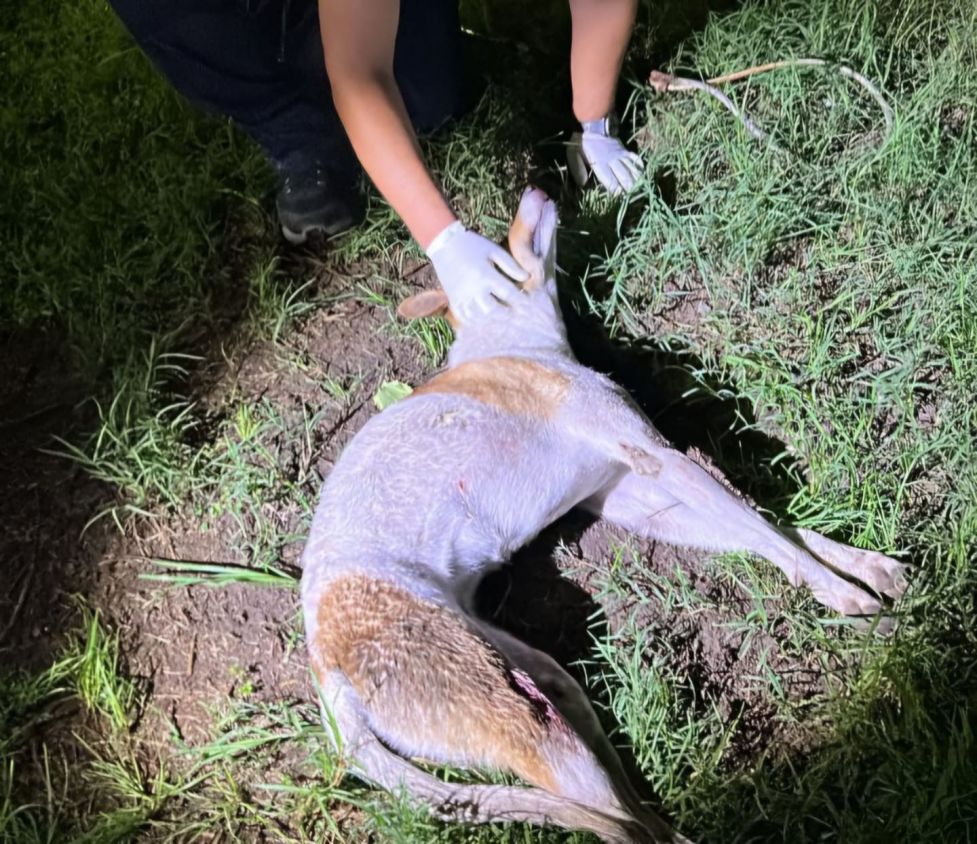 Bienestar Animal activo las 24 horas en Cuautlancingo