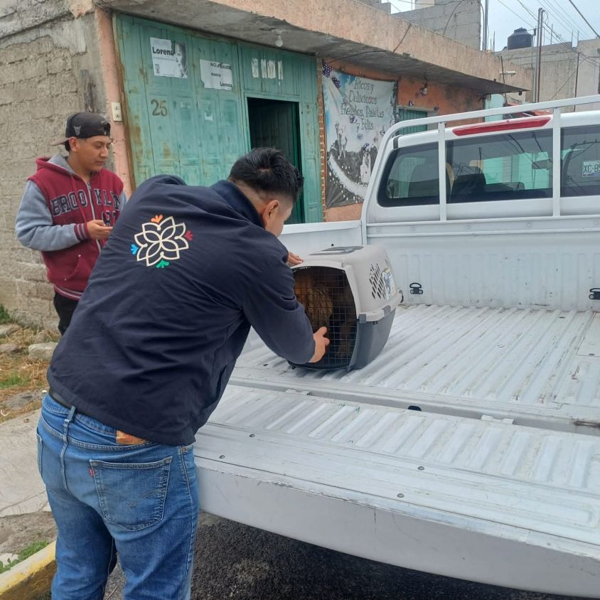 No fueron sacrificados: PROPAET aclara destino de 14 lomitos capturados en la capital