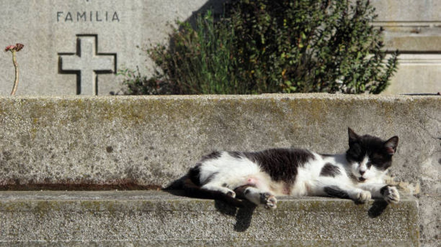 Campaña en Puebla busca proteger fauna que habita en el Panteón Municipal