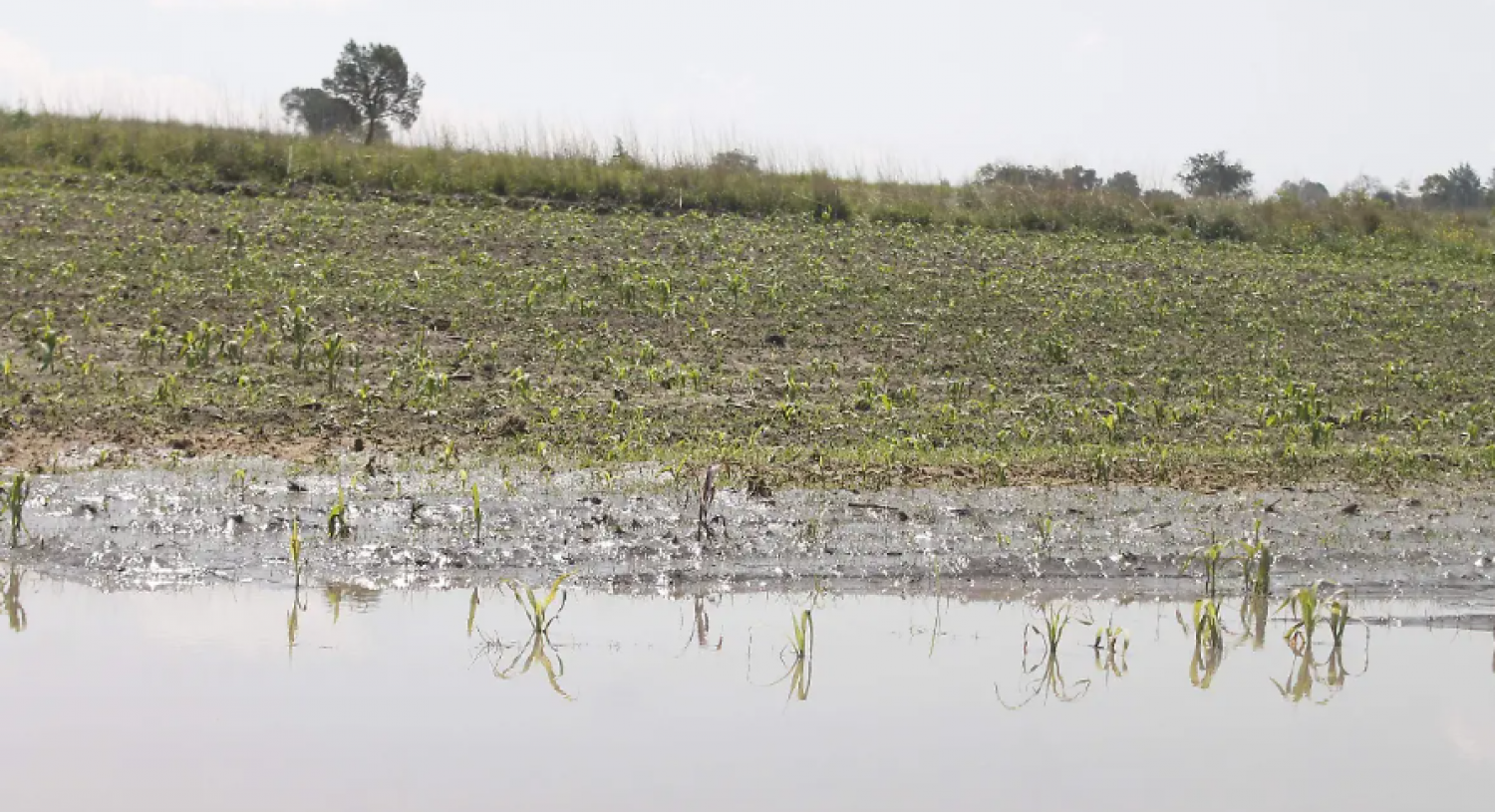 Exceso de lluvias afecta hasta 1,000 hectáreas de cultivos en Tlaxcala