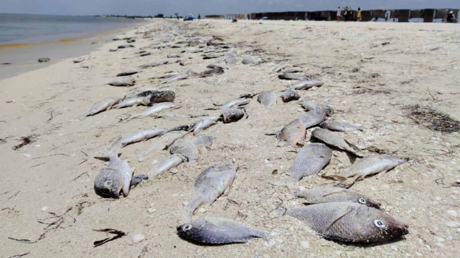 Marea roja en Yucatán afecta pesca, turismo y economía local este agosto
