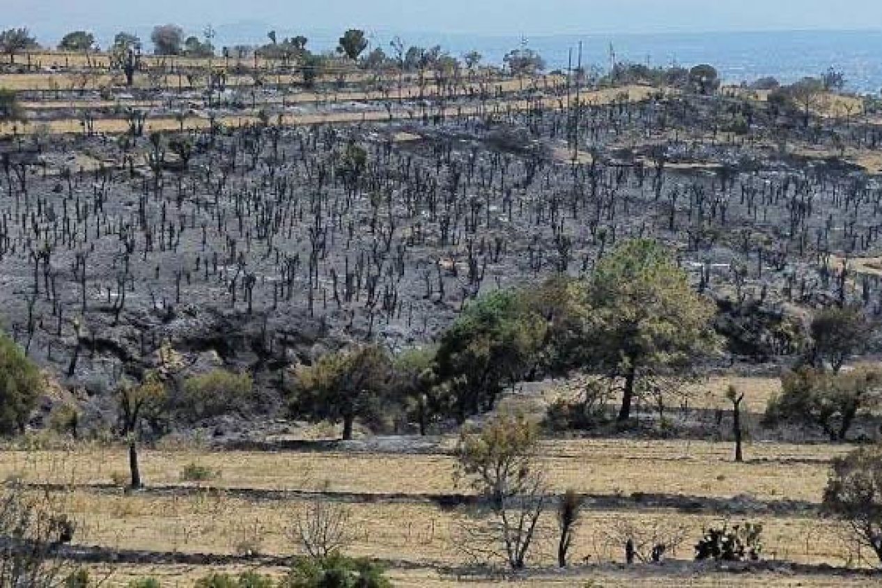 Tlaxcala inicia reforestación del Cerro de San Gabriel tras incendio devastador