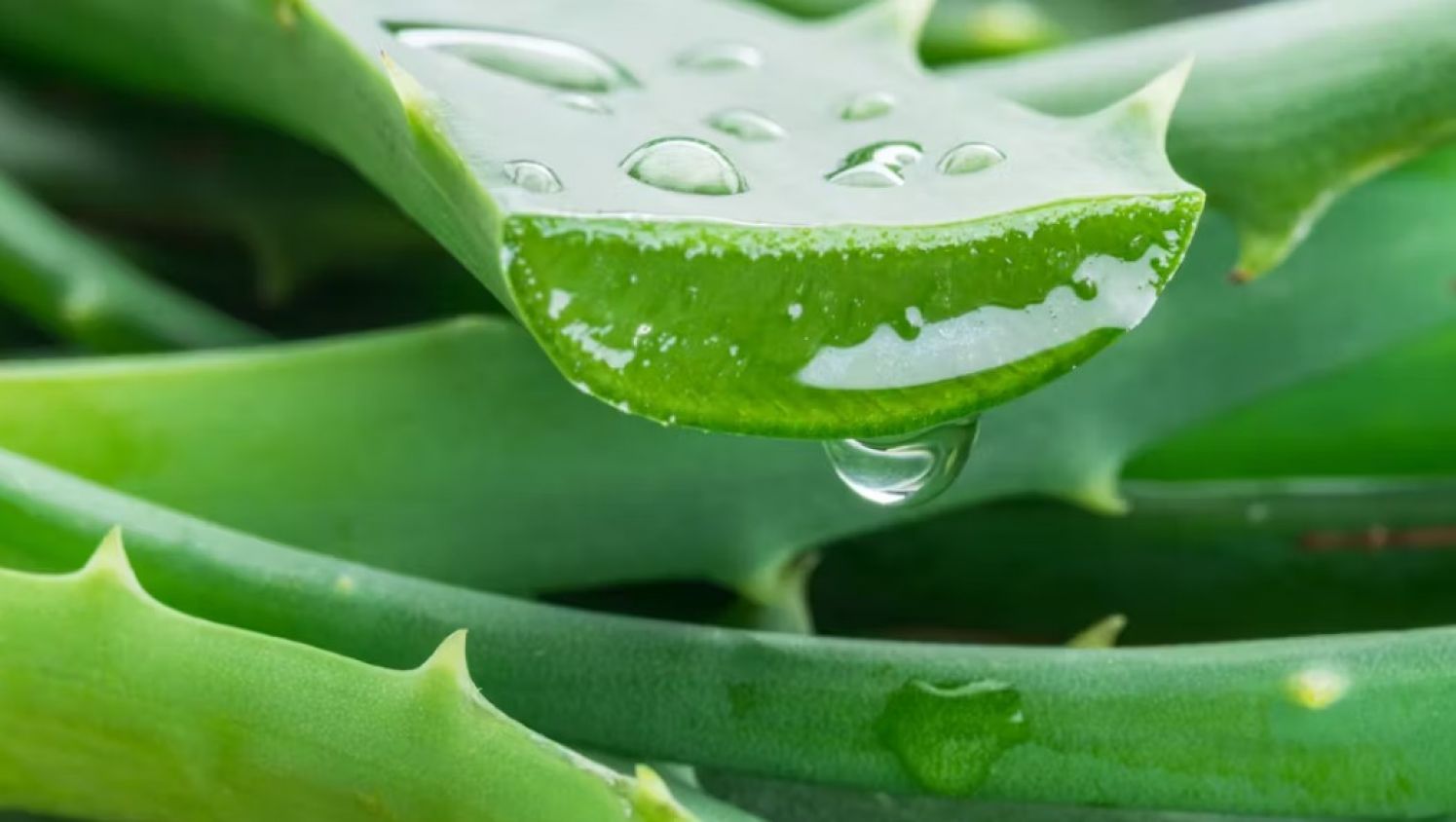 La sábila: el remedio natural con múltiples beneficios para tu salud y piel