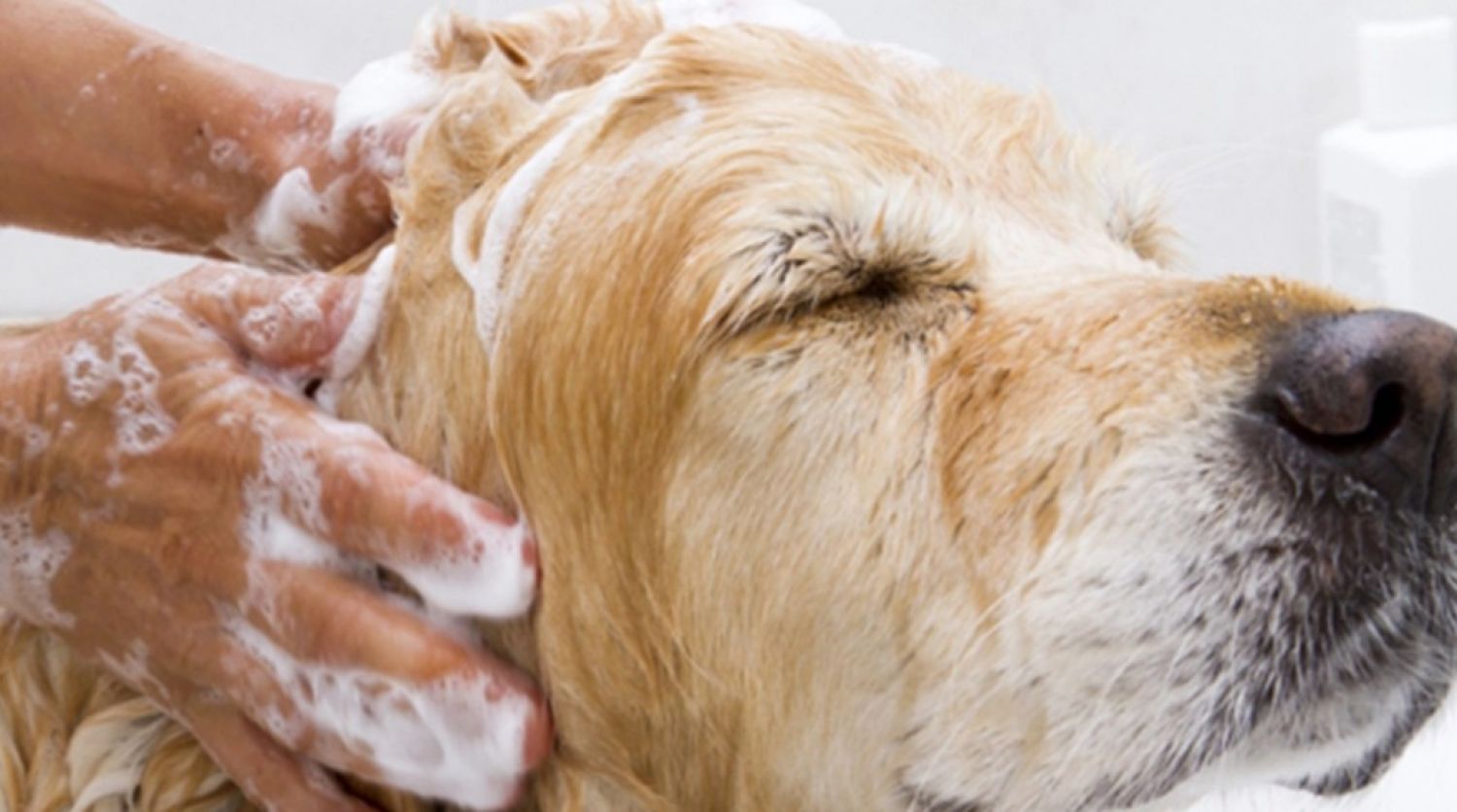 ¿Cómo se sienten los perros durante el baño? La ciencia lo explica