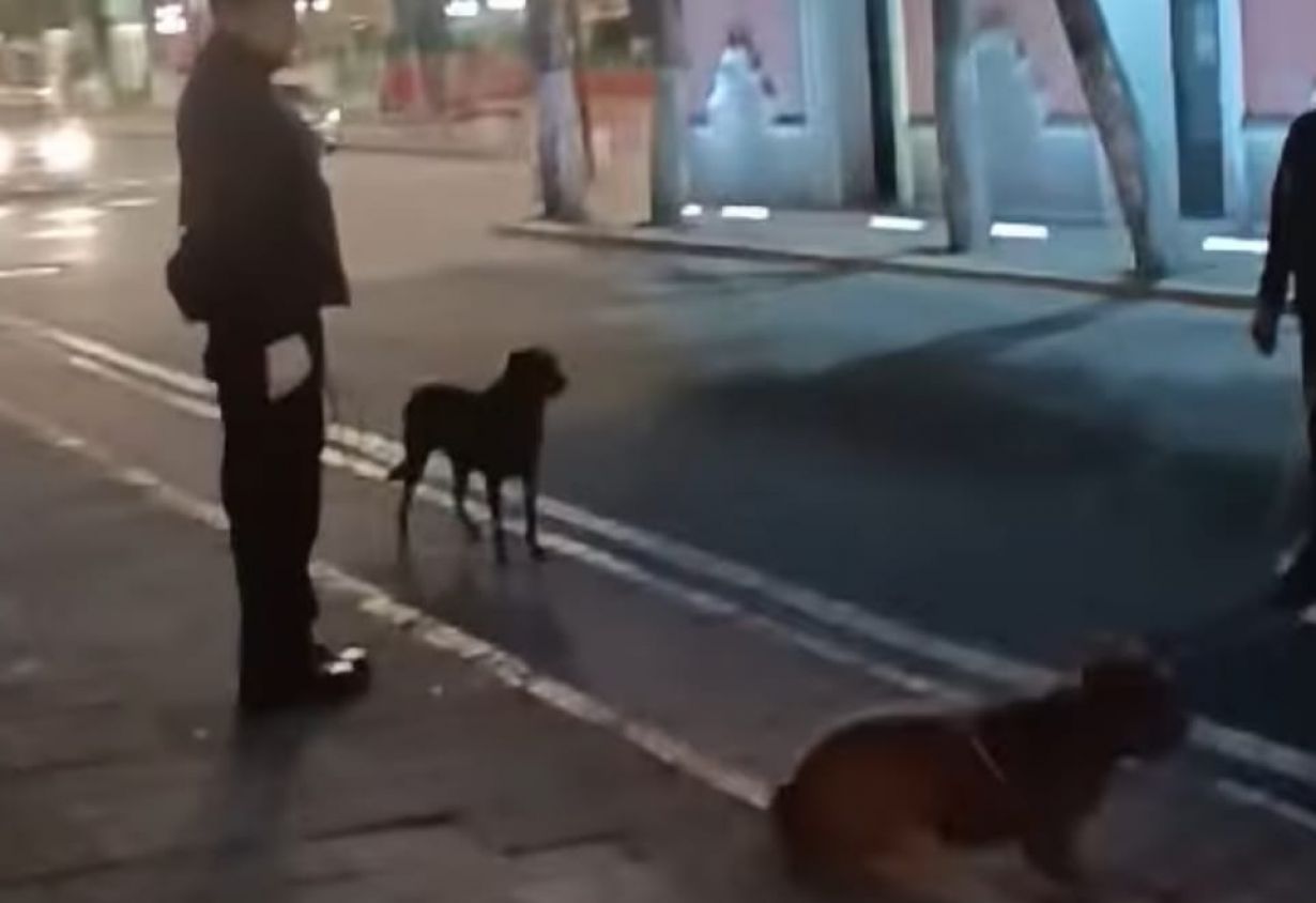 PROPAET se deslinda de operativo violento contra perros callejeros