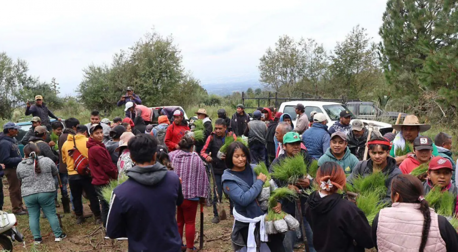 Adultos mayores campesinos lideran mega reforestación en San Pablo del Monte