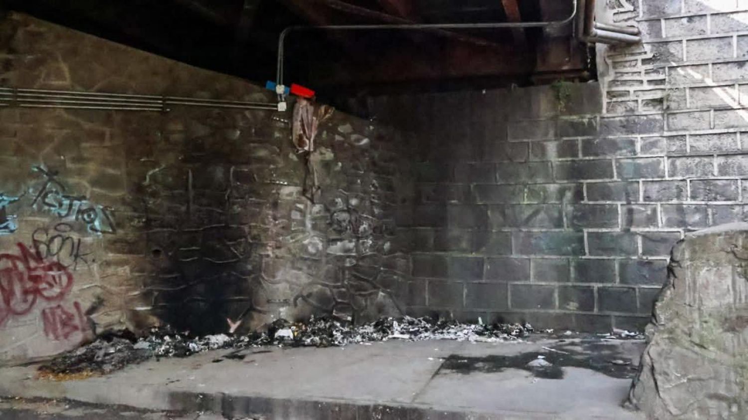 PROPAET Denuncia maltrato animal agravado en Tlaxcala y Totolac; piden cárcel para responsables