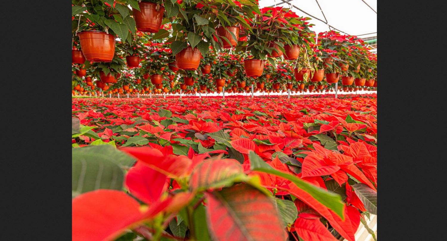 Una flor mexicana que conquistó la Navidad