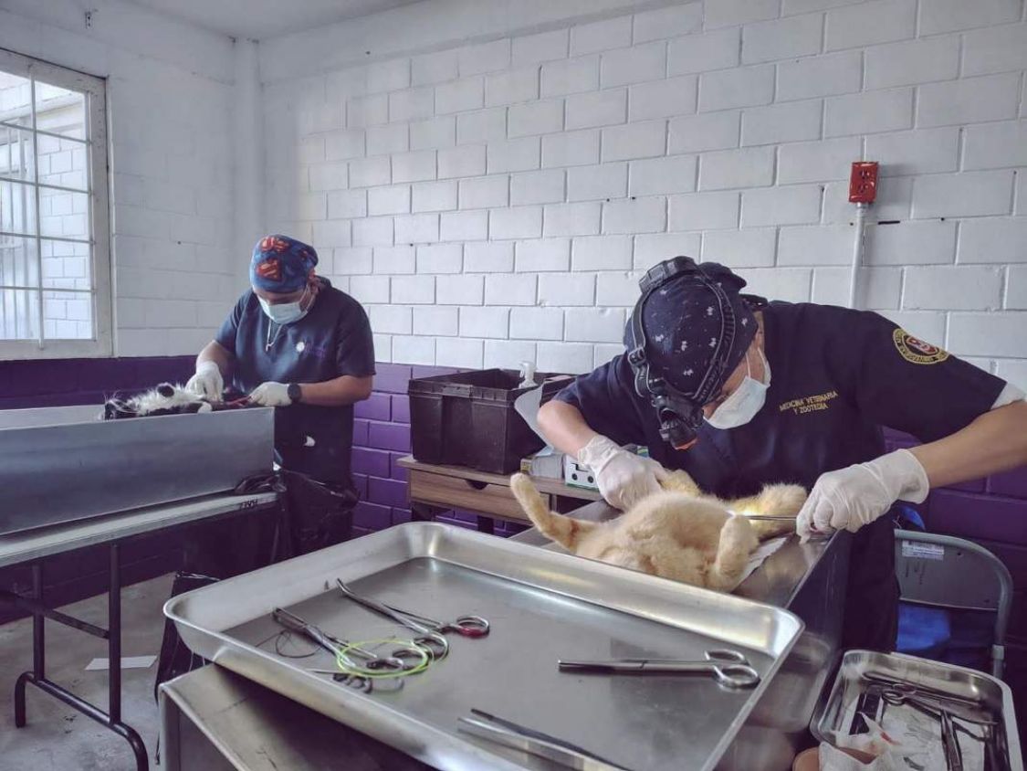 Tlaxcala avanza con fuerza en bienestar animal y rompe récords en atención