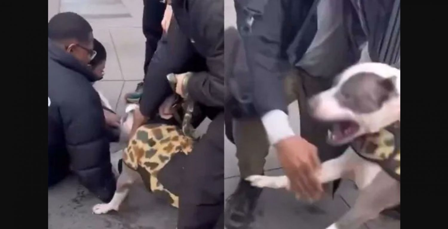 Video viral muestra el ataque del pitbull al bebé en Nueva York
