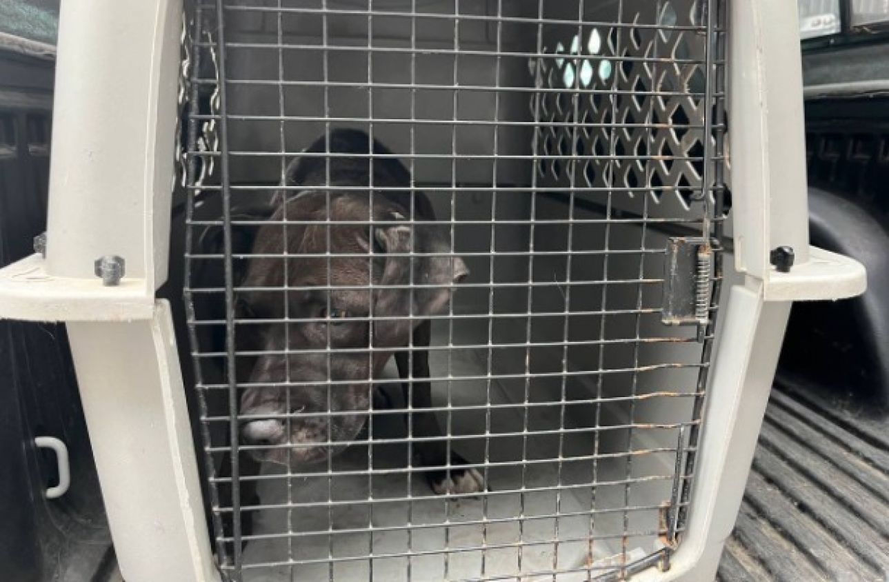 Gobierno de Puebla registra más de 10 mil denuncias por maltrato animal en menos de un año