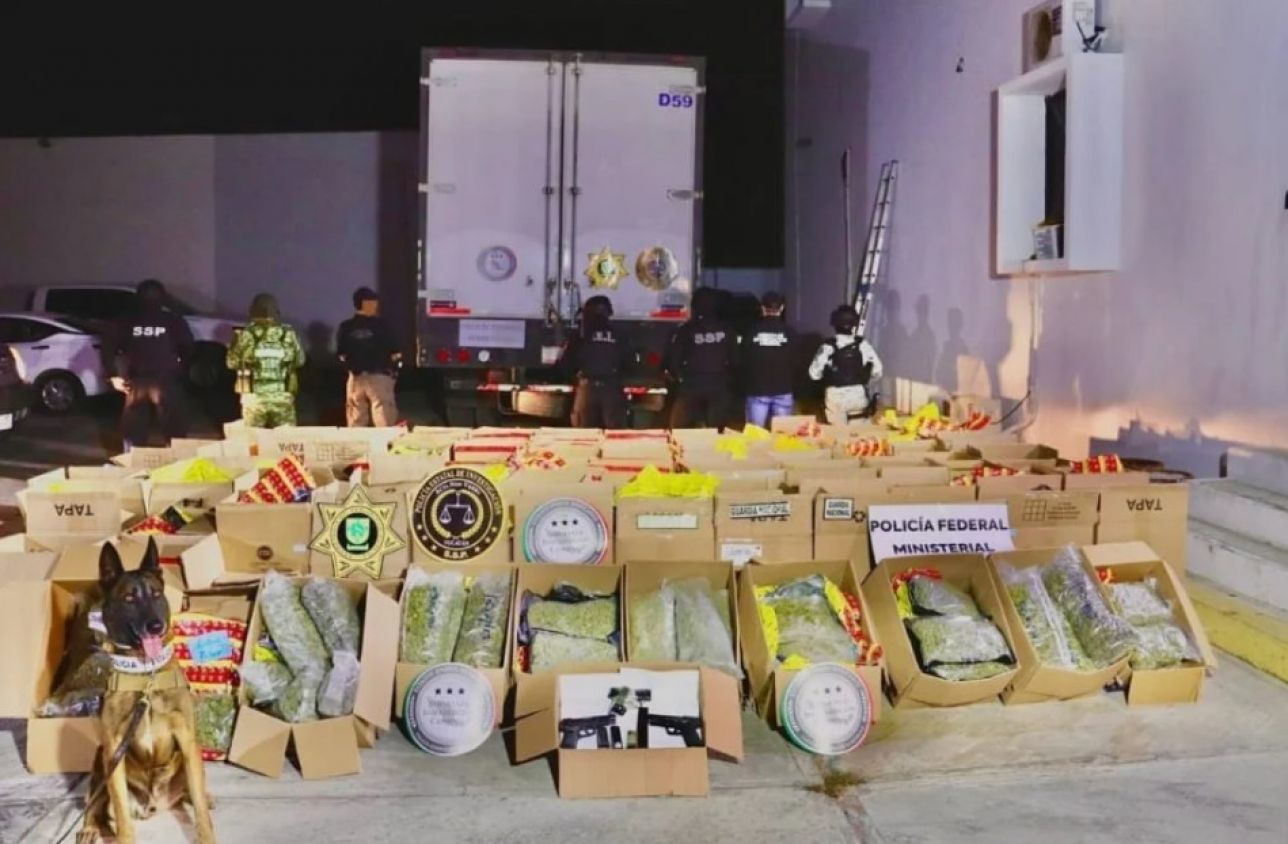 Aseguran camión con más de 1,800 kilos de marihuana en Mérida; detienen al conductor