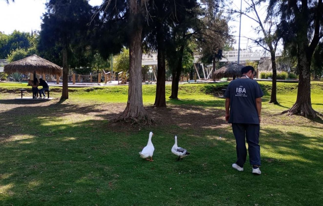 Revisión médica confirma buena salud de fauna en Puebla