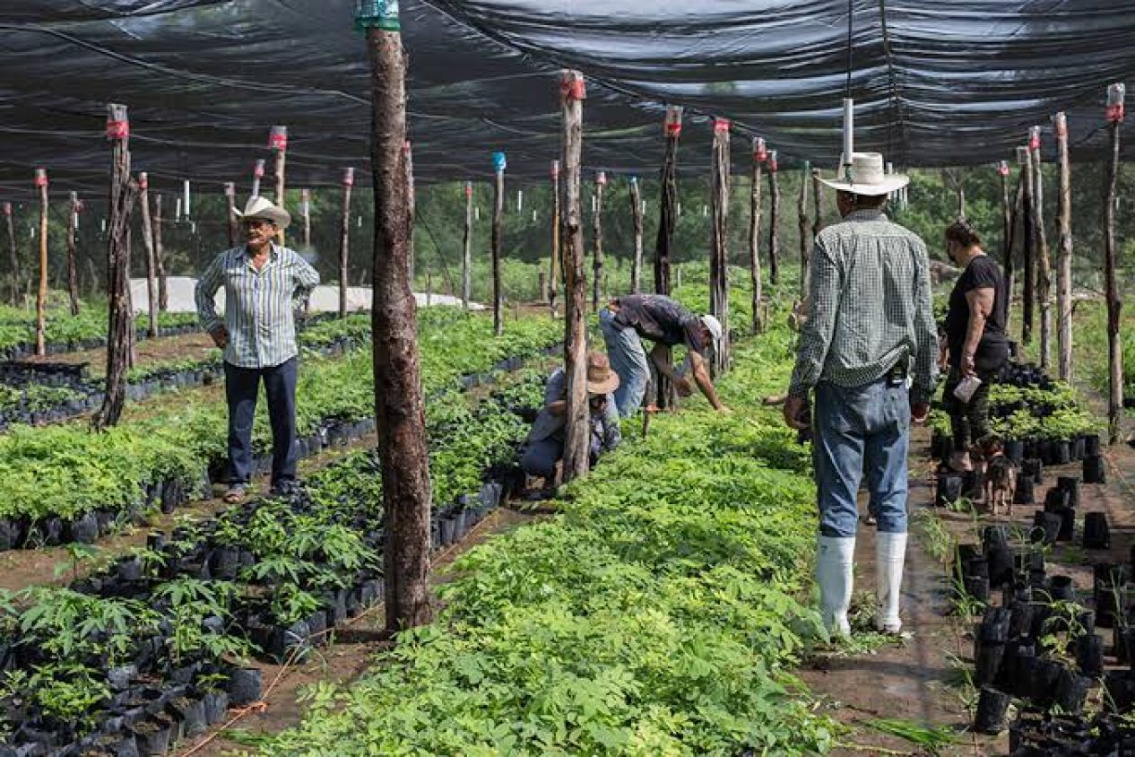 Inicia pago de Sembrando Vida y Bienpesca en Tlaxcala este febrero