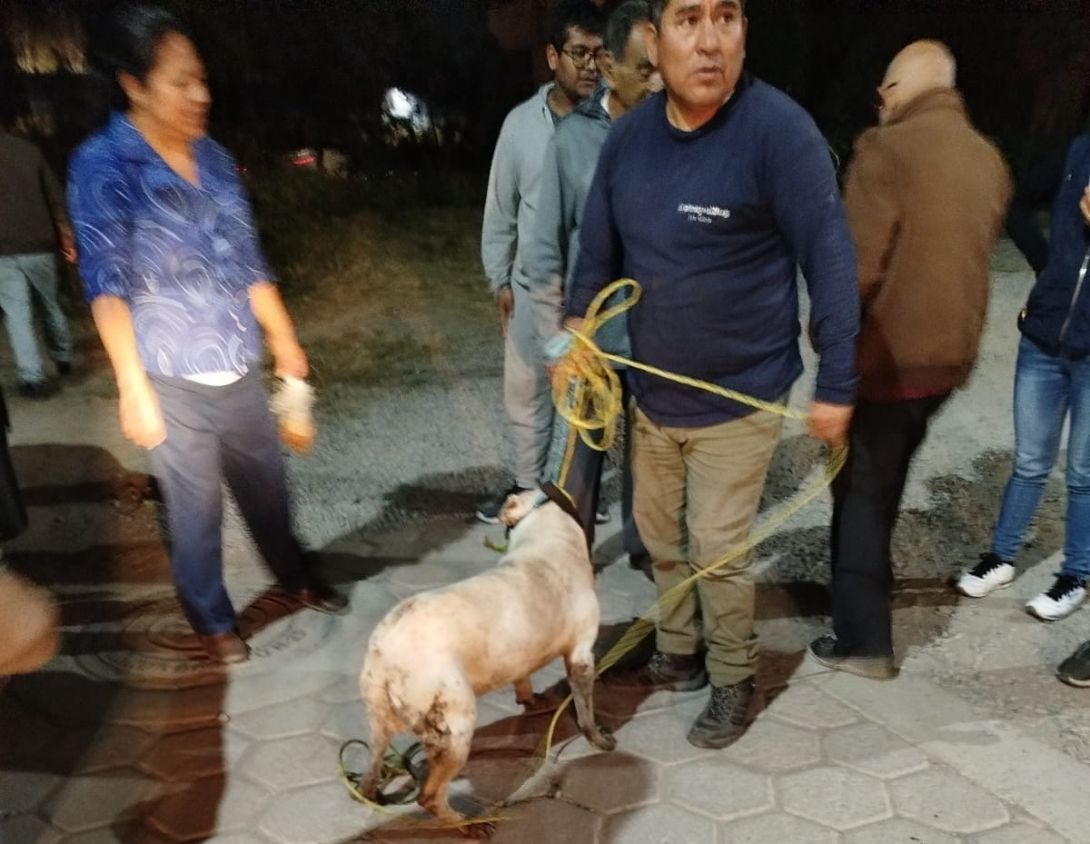 Centro de Bienestar Animal de Cuautlancingo logra rescatar a perrito caído en una zanja 