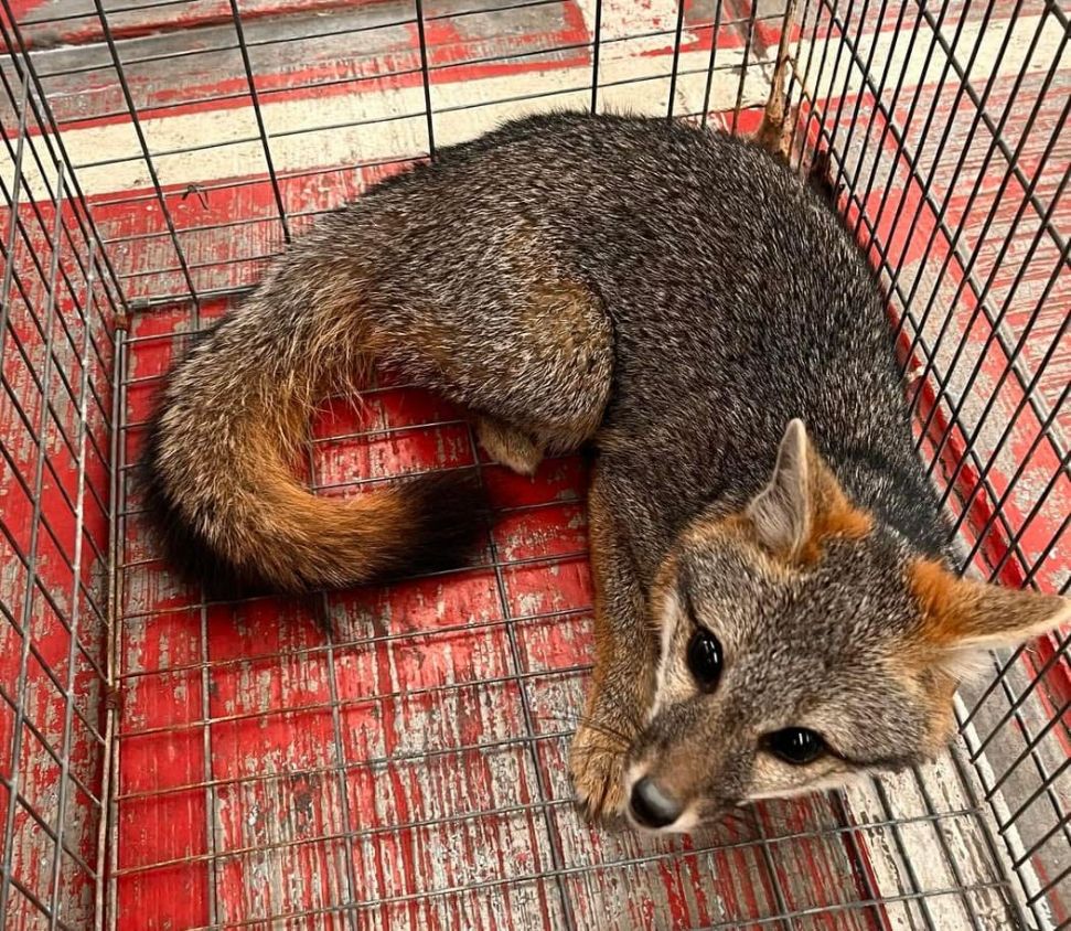 Rescatan ejemplar de zorro gris en Amaxac, quedará a resguardo del Zoológico del Altiplano 