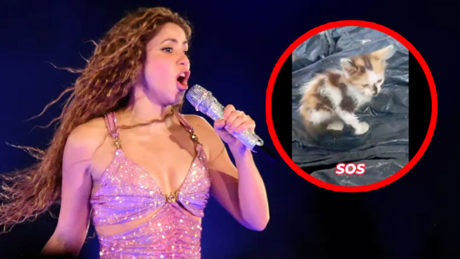 ¡Escándalo en Barranquilla! Denuncian masacre de gatos antes del concierto de Shakira