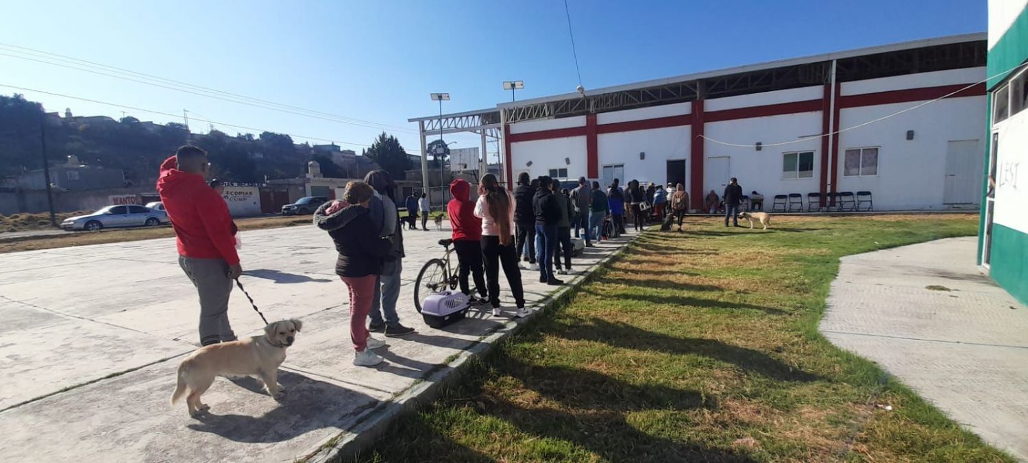 Esterilización gratuita en Tlaxcala: bienestar para perros y gatos