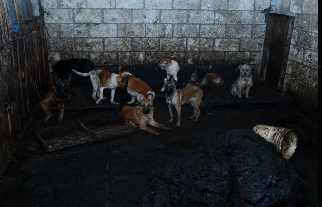 Aseguran carnicería en Mexicaltzingo por venta de carne de perro