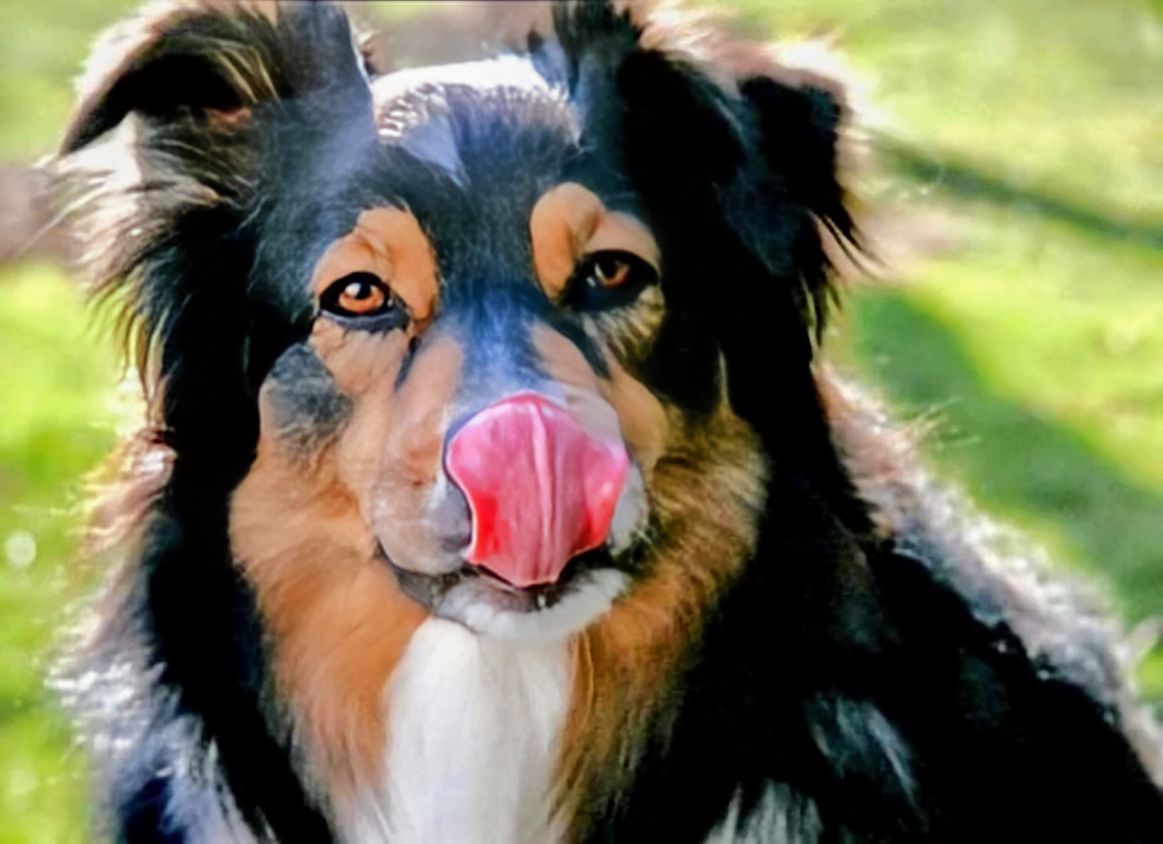 Fueron atendidas 621 mordeduras de perro en Tlaxcala