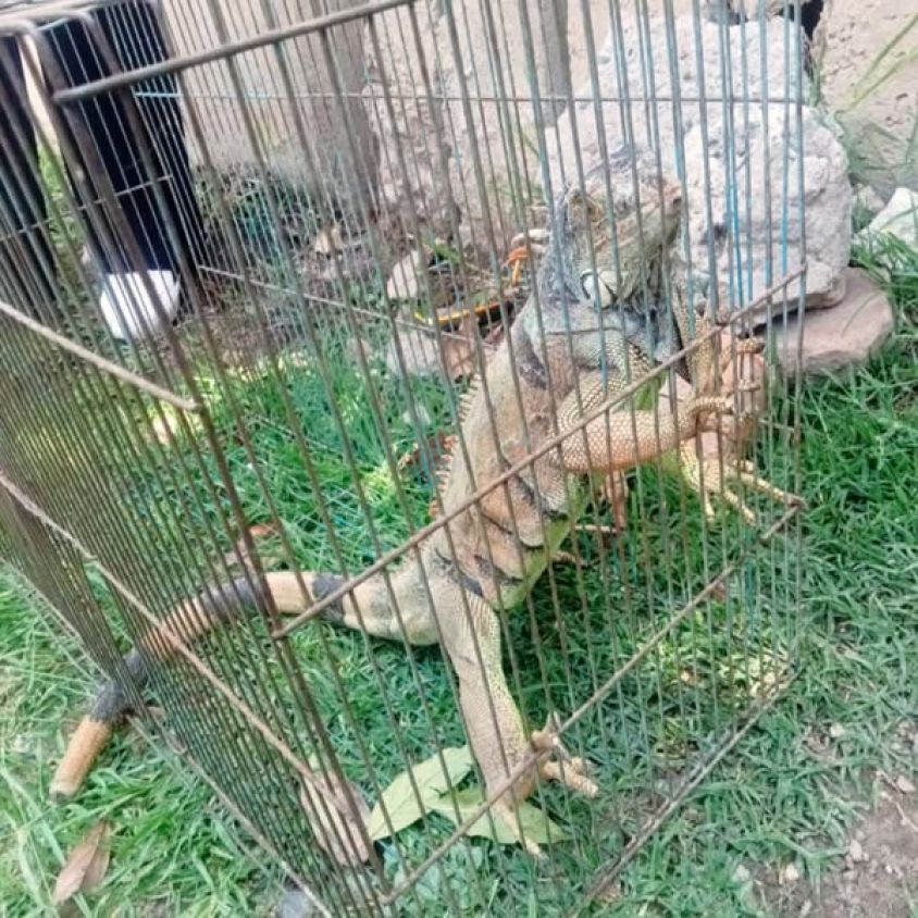 Protección Civil Cuautlancingo entrega iguana verde a la PROFEPA
