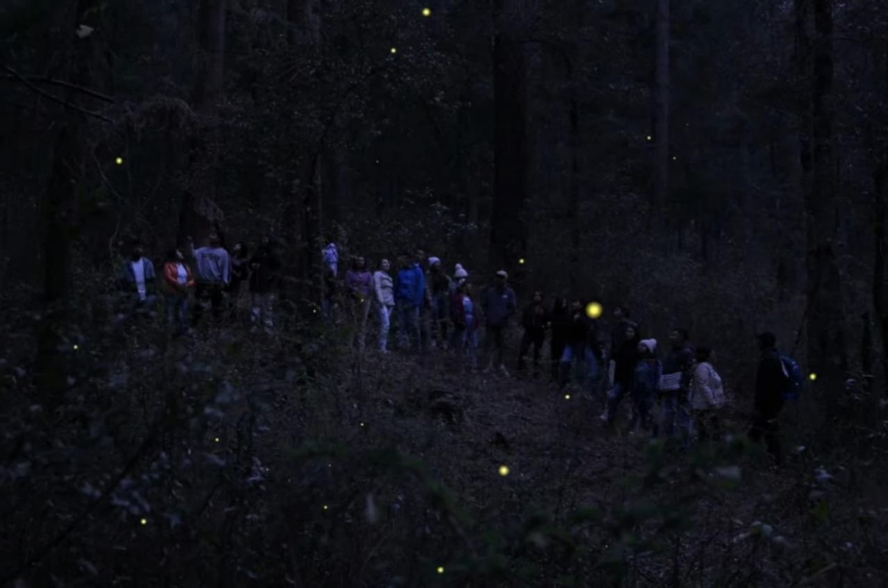 Temporada de Luciérnagas 2025 en Tlaxcala: Naturaleza y turismo sustentable