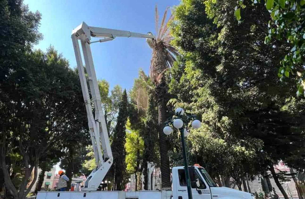 Título *  Avanza retiro de palmeras enfermas en Puebla; van 80 por riesgo de colapso  Alias  Generar automáticamente desde el título