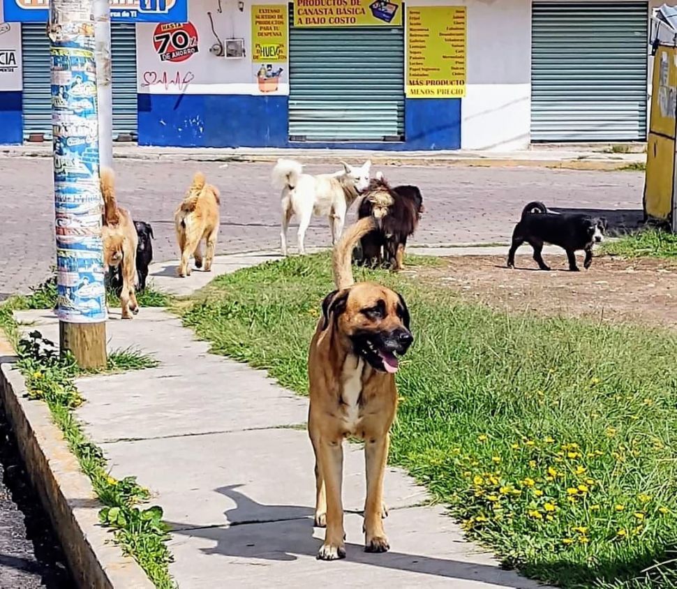 FGJE debe transparentar su actuar en casos de animales maltratados: OCPA