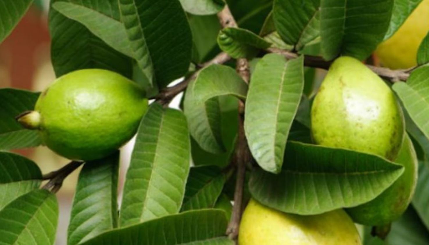 ¿De dónde proviene el té de guayaba?