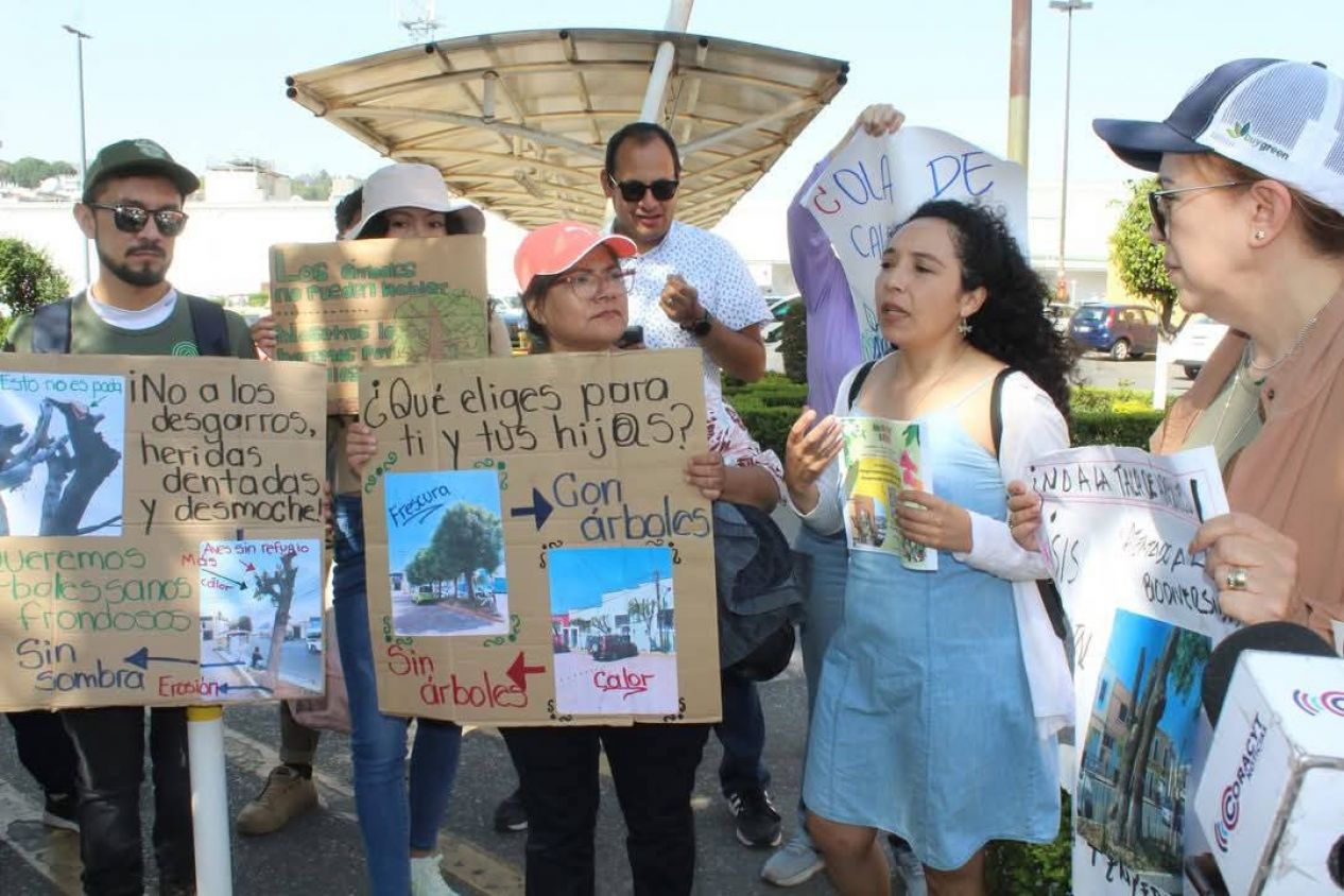 Ambientalistas buscan proteger árboles en la capital tras poda excesiva