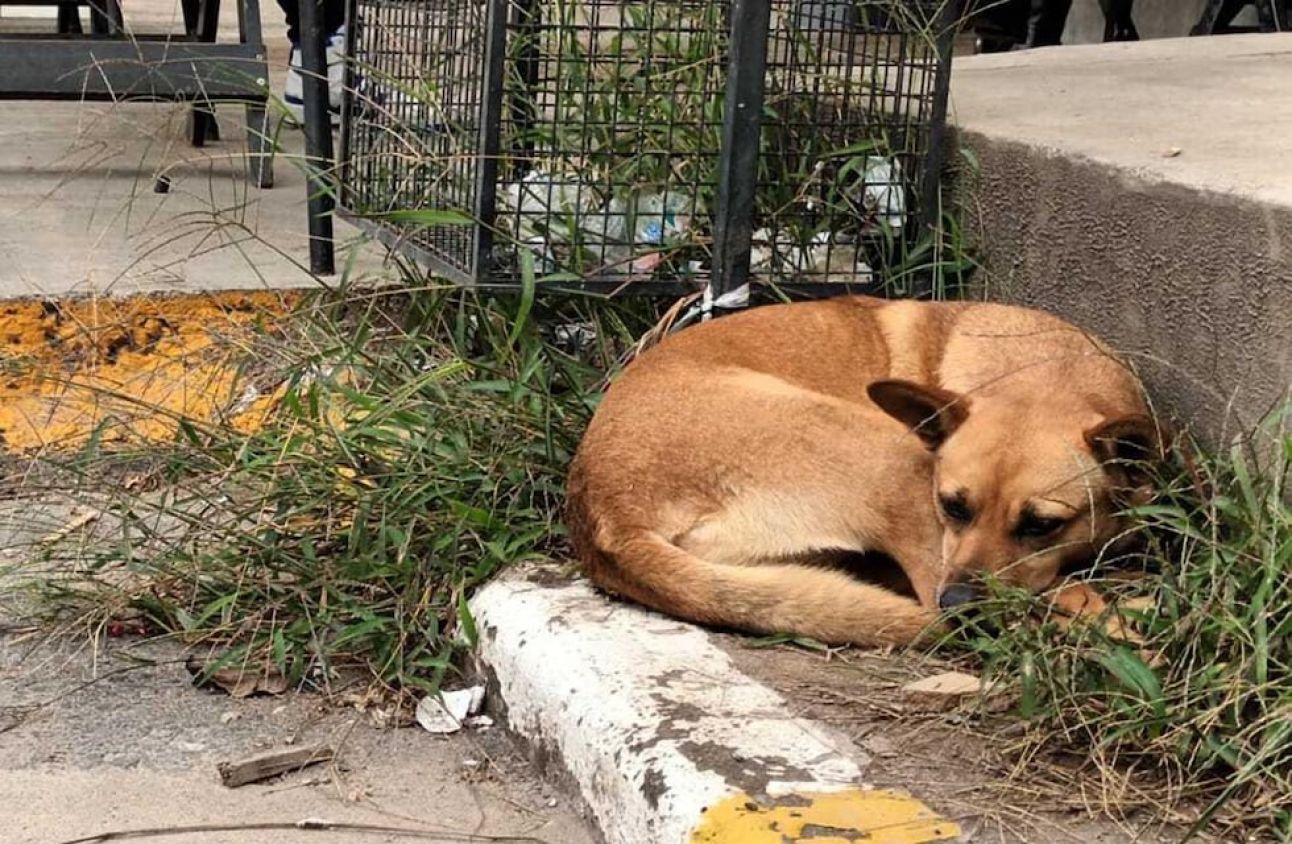 Urge impulsar políticas públicas en Bienestar Animal, señala BAL