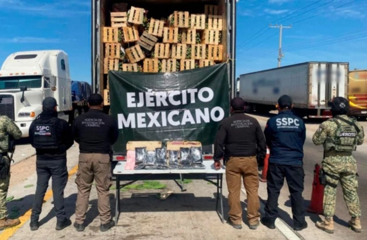 Decomisan 32 kg de fentanilo ocultos en tráiler con nopales en Sonora