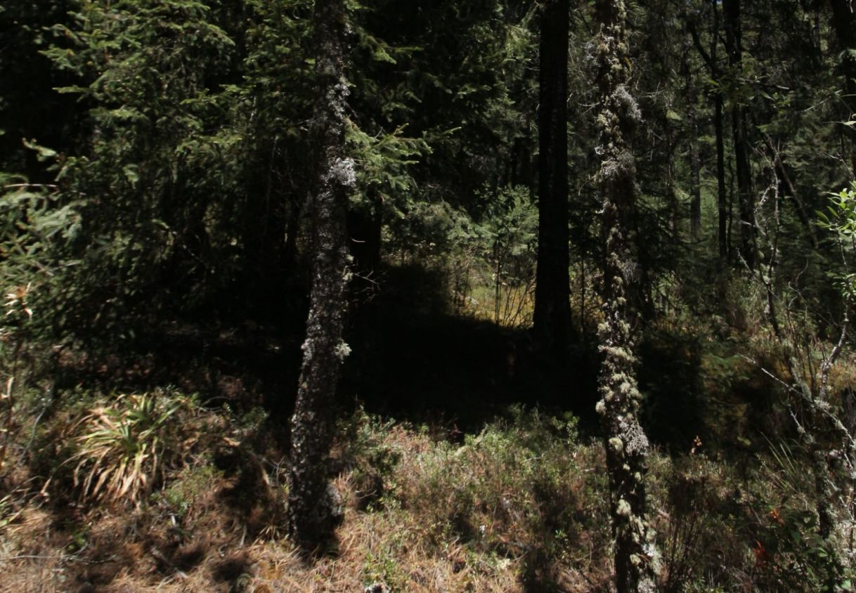 Inauguran Centro de Promoción Ambiental "Tepachcatl" en Tlaxcala para Combatir Incendios Forestales