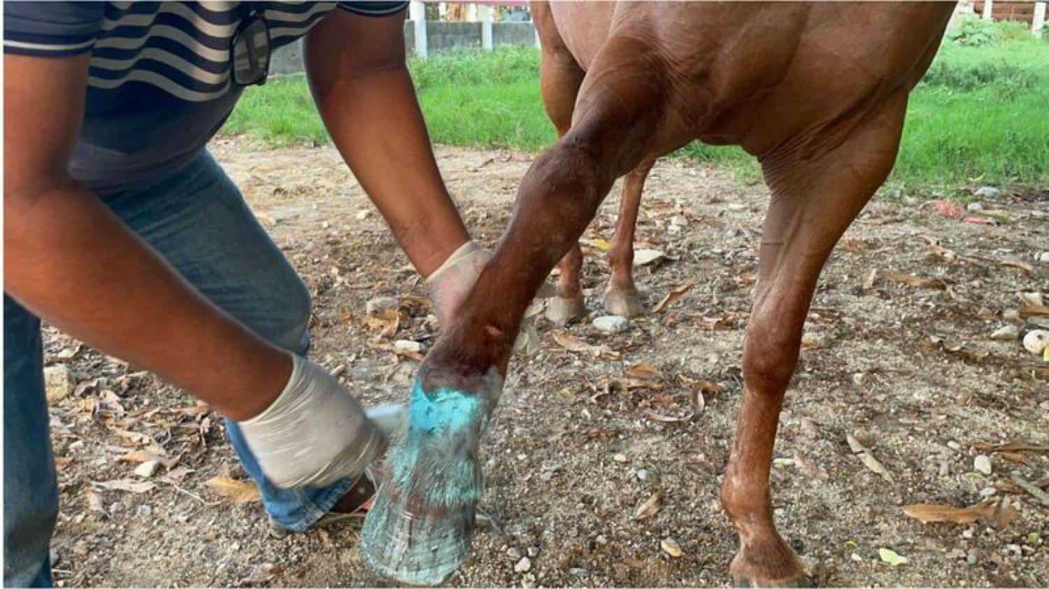 Alerta en México: 666 brotes de gusano barrenador afectan a Chiapas