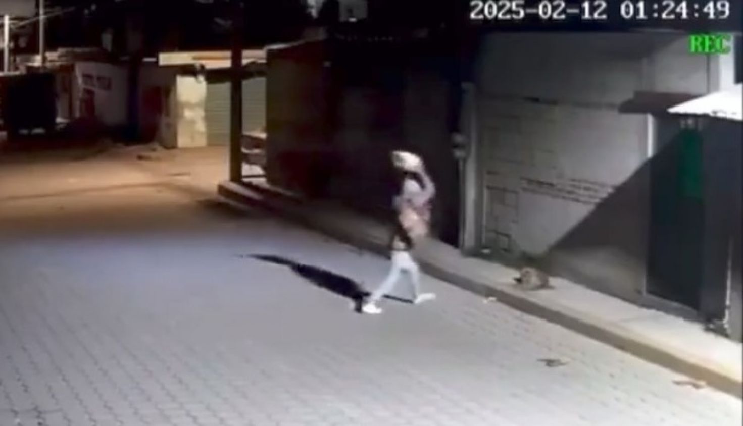 Perro agredido en Miahuatlán será homenajeado en la Feria de Puebla