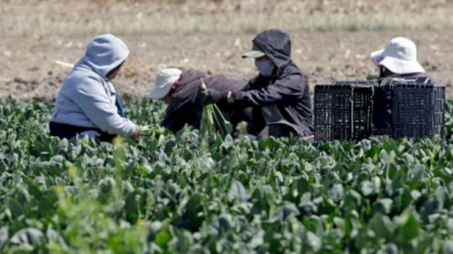 Campesinos quedan fuera del Podebis en Tlaxcala: Sedeco dice “ya no hay espacio”