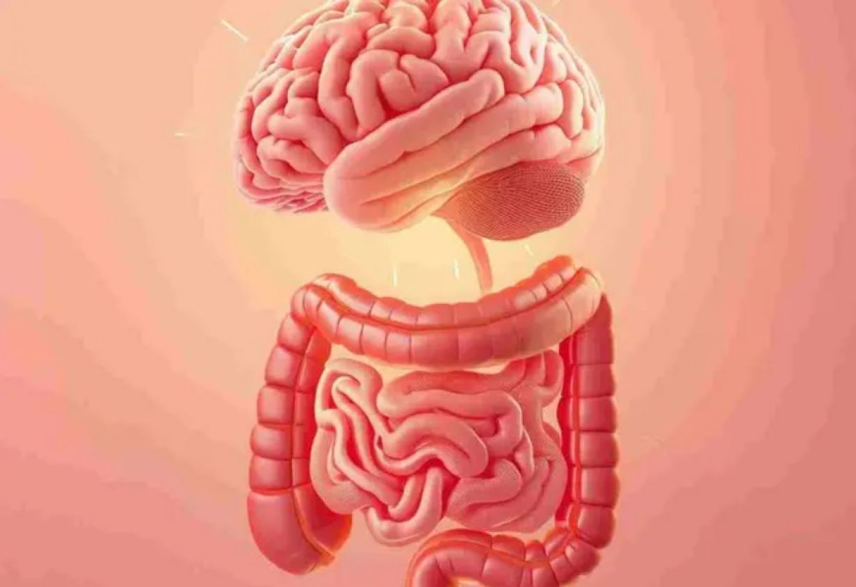 La hormona que le dice al cerebro “¡quema grasa ya!”