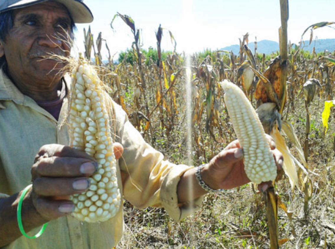 Campesinos de Tlaxcala destapan millonaria pérdida y exigen precio justo