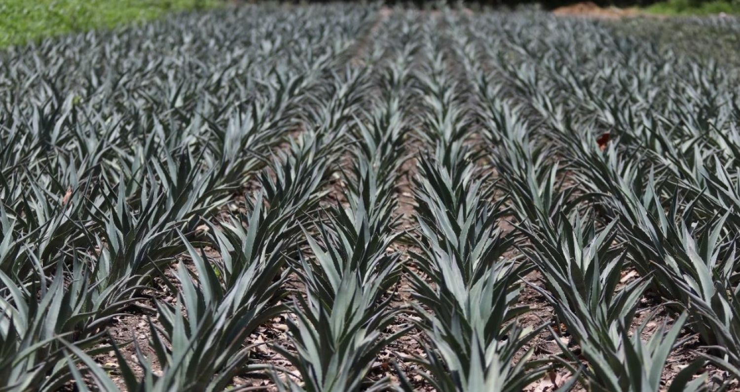 Puebla domina en México Selection 2025