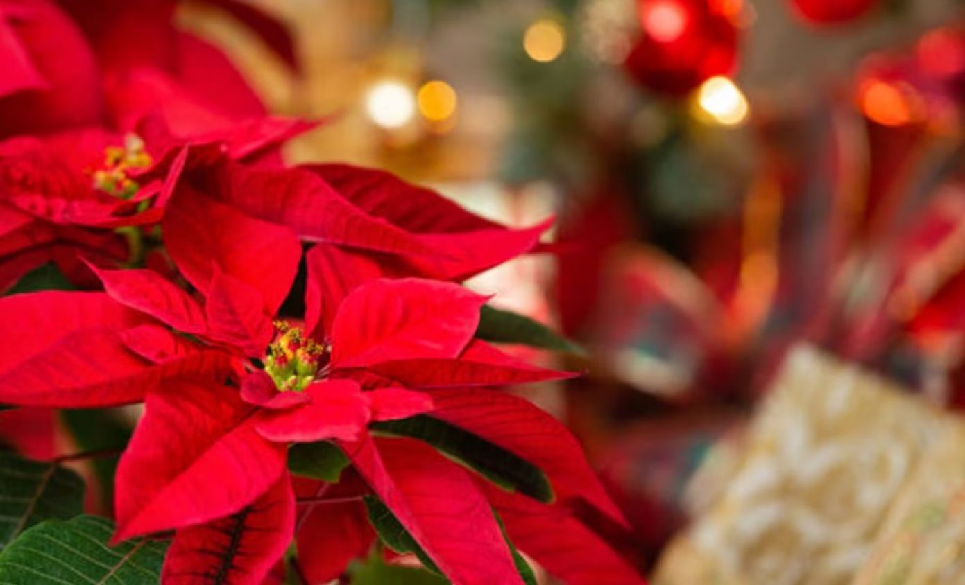 El encanto de la nochebuena y lo que pocos saben