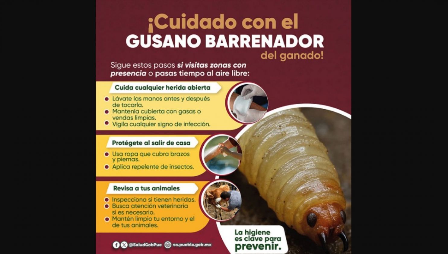 Casos de miasis aumentan a 72 en México