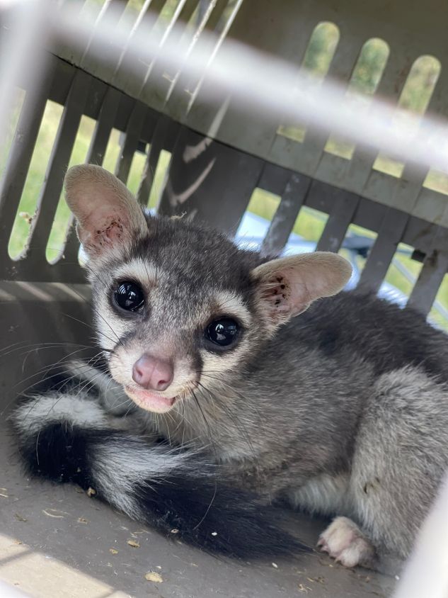 Tonantzin Fernández reafirma su compromiso con la protección animal: cacomixtle regresa a su hábitat natural