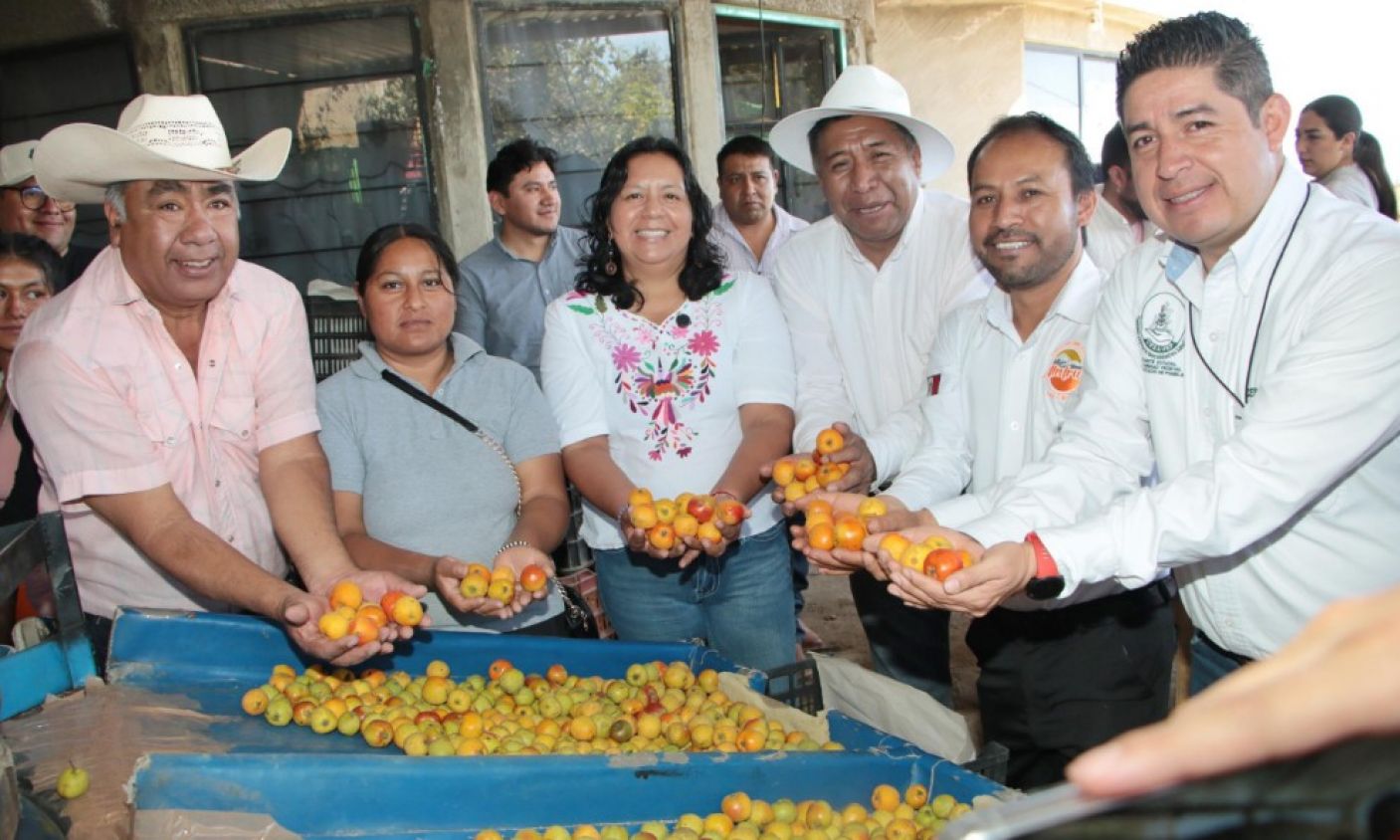 Puebla inicia la temporada de producción de tejocote 2025