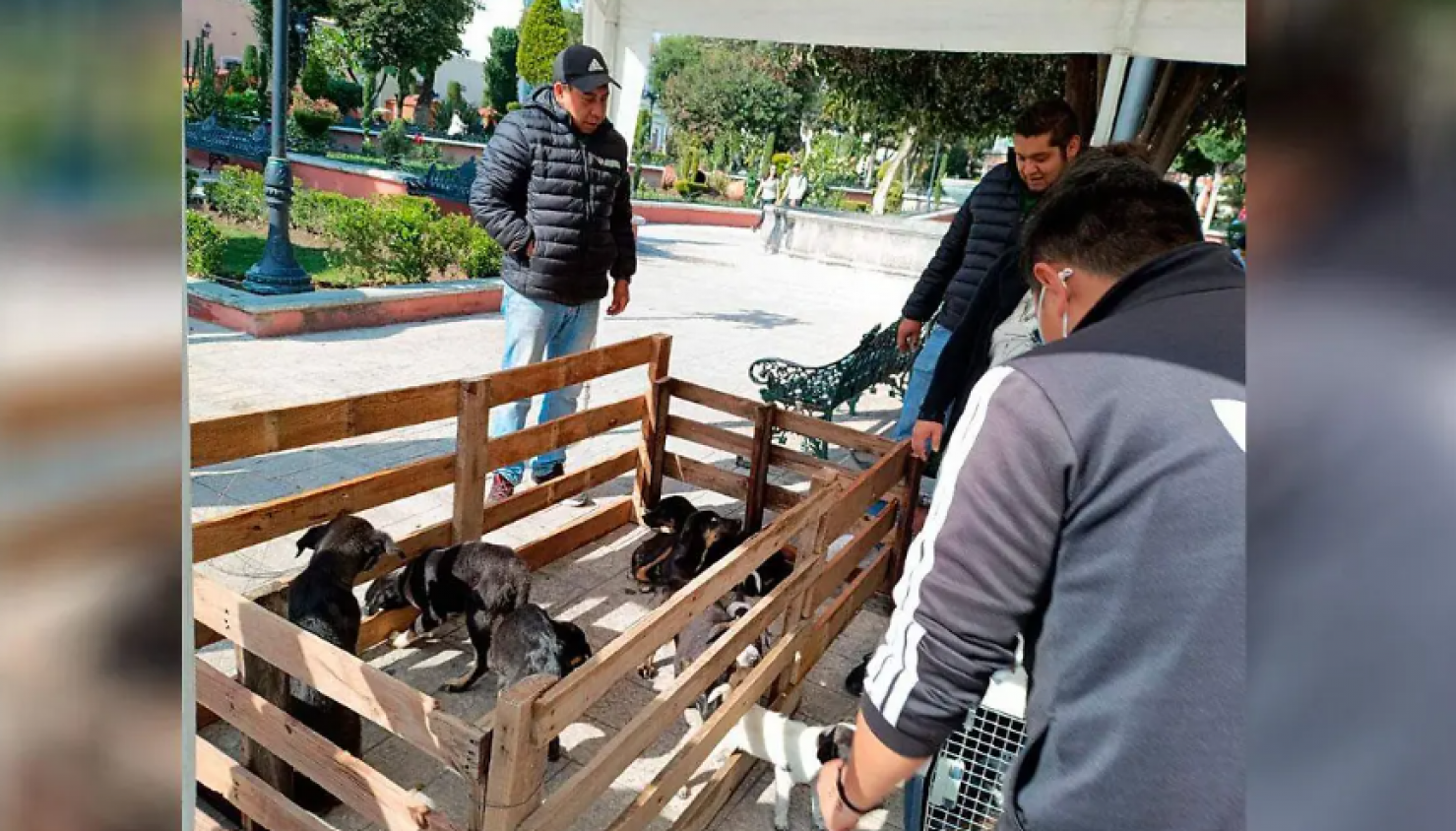 Clínica Biofílica de Huamantla logra 130 adopciones y fomenta cuidado animal