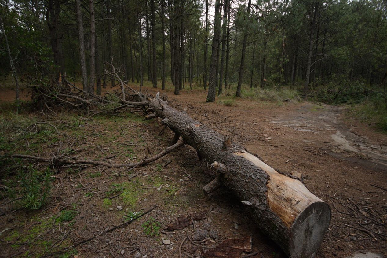La Malinche: tala ilegal pese a programas de sanidad forestal en Tlaxcala