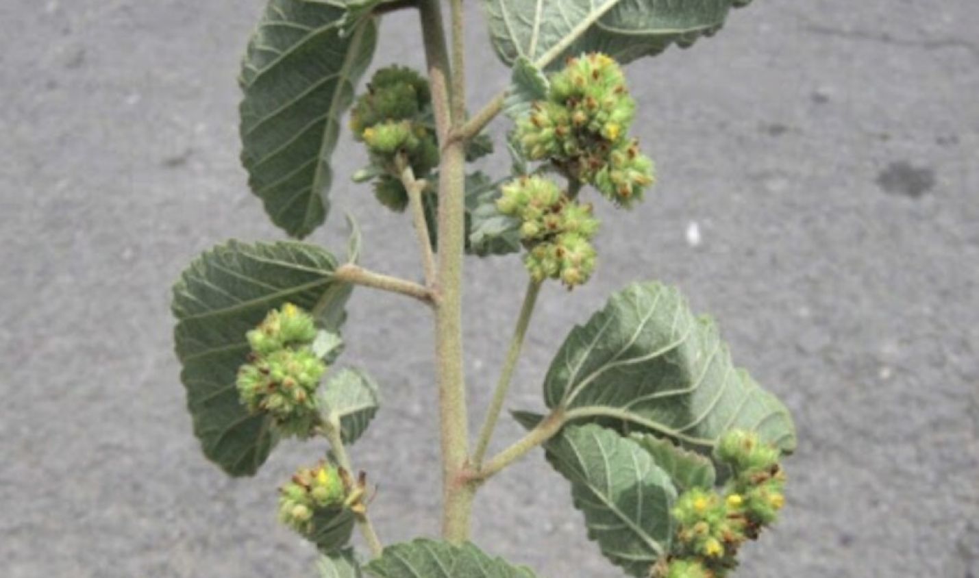 Tapacola: historia y uso en la medicina tradicional