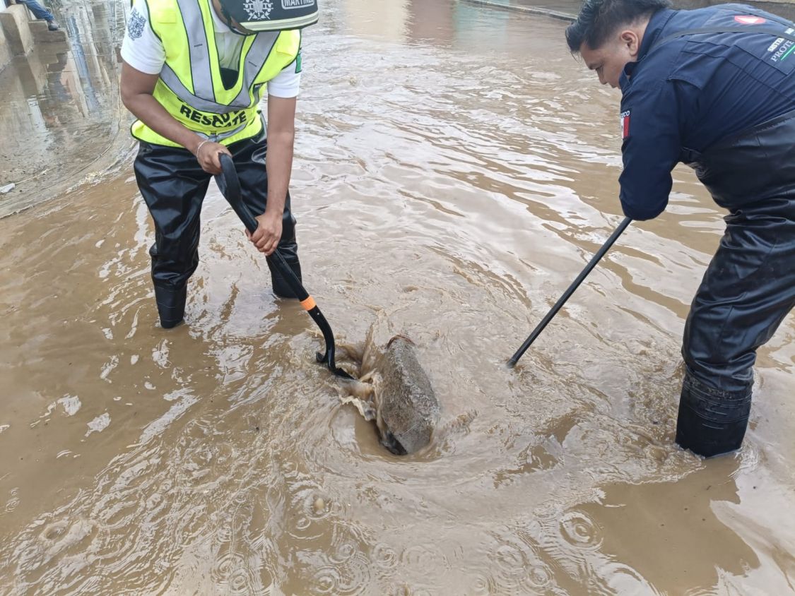COMUNICADO-Activan Brigada Intermunicipal ante trova en San Pedro Cholula
