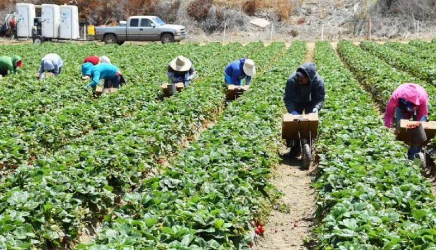 Por hacinamiento, hay 200 mil jornaleros con alto riesgo de contagio