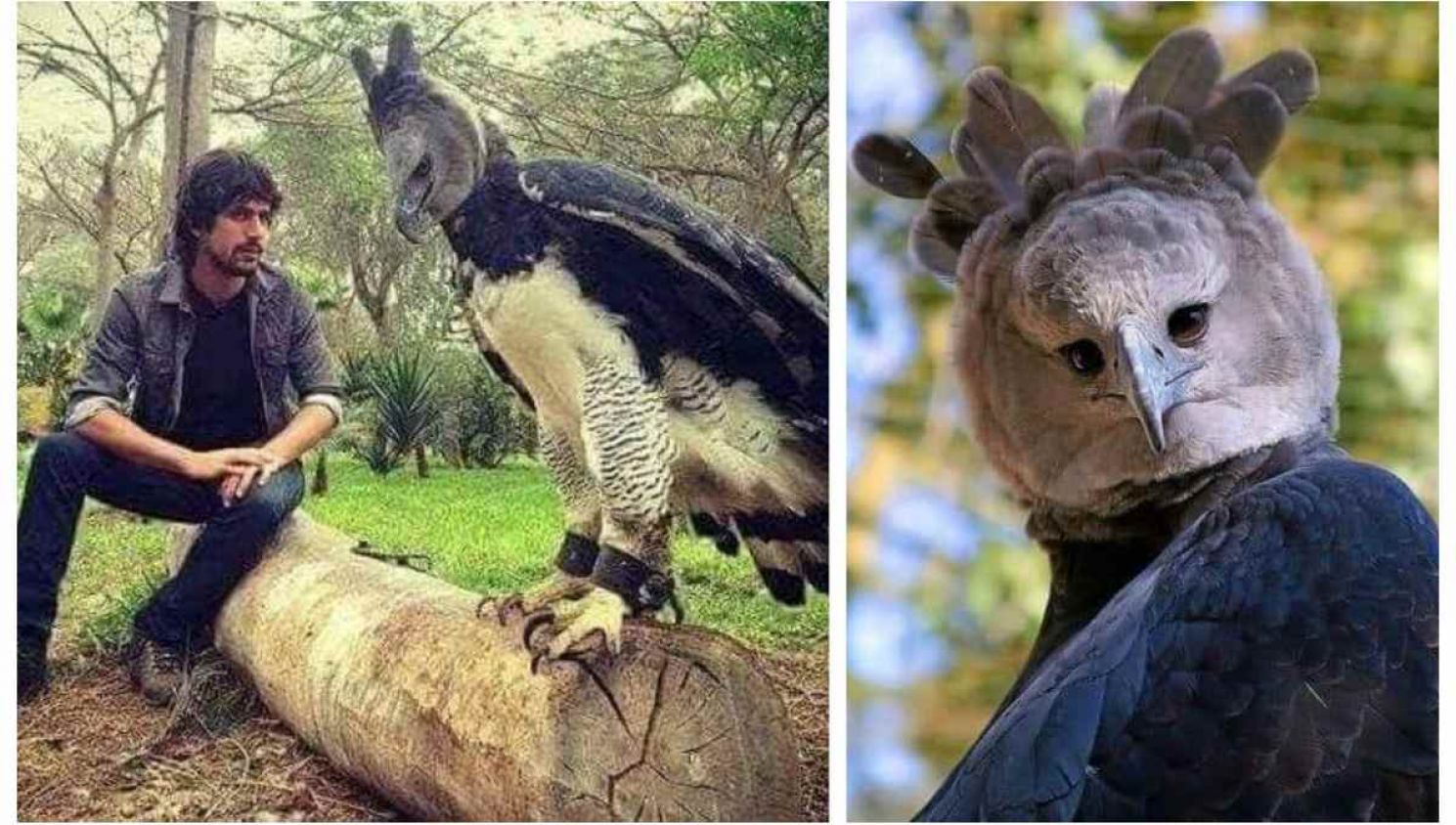 Águila arpía, la enorme ave que ha conmocionado internet por su  impresionante tamaño